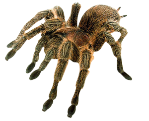 Spider PNG image-4555